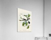 Torres Strait Fruit Pigeon Carpophaga luctuosa illustrated by Elizabeth Gould 1804–1841 for John Gould’s 1804-1881 Birds of Australia  Acrylic Print