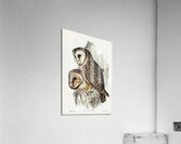 Chestnut-faced Owl Strix castanops illustrated by Elizabeth Gould 1804–1841 for John Gould’s 1804-1881 Birds of Australia  Acrylic Print