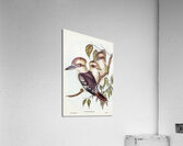 Great Brown Kingfisher Dacelo gigantic illustrated by Elizabeth Gould 1804–1841 for John Gould’s 1804-1881 Birds of Australia  Acrylic Print