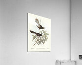 Black Fantailed Flycatcher Rhipidura Motacilloides illustrated by Elizabeth Gould 1804–1841 for John Gould’s 1804-1881 Birds of Australia  Acrylic Print