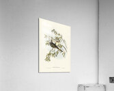 Peaceful Ground Dove Geopelia tranquilla illustrated by Elizabeth Gould 1804–1841 for John Gould’s 1804-1881 Birds of Australia  Acrylic Print