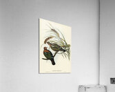 Swainson’s Graucalus Graucalus Swainsonii illustrated by Elizabeth Gould 1804–1841 for John Gould’s 1804-1881 Birds of Australia  Acrylic Print