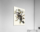 Great Crow-Shrike Strepera graculina illustrated by Elizabeth Gould 1804–1841 for John Gould’s 1804-1881 Birds of Australia  Acrylic Print