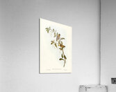 Red-lored Pardalote Pardalotus rubricatus illustrated by Elizabeth Gould 1804–1841 for John Gould’s 1804-1881 Birds of Australia  Acrylic Print