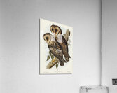 Masked Barn Owl Strix Personata Vig illustrated by Elizabeth Gould 1804–1841 for John Gould’s 1804-1881 Birds of Australia  Acrylic Print