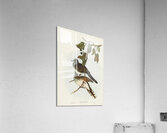 Barred-shouldered Ground Dove Geopelia humeralis illustrated by Elizabeth Gould 1804–1841 for John Gould’s 1804-1881 Birds of Australia  Acrylic Print