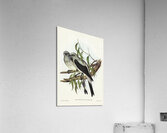 Ground Graucalus Pteropodocys Phasianella illustrated by Elizabeth Gould 1804–1841 for John Gould’s 1804-1881 Birds of Australia  Acrylic Print