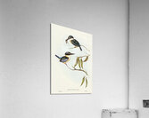 Sacred Halcyon Halcyon sanctus illustrated by Elizabeth Gould 1804–1841 for John Gould’s 1804-1881 Birds of Australia  Acrylic Print