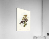 White-vented Wood Swallow Artamus albiventris illustrated by Elizabeth Gould 1804–1841 for John Gould’s 1804-1881 Birds of Australia  Acrylic Print