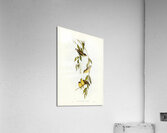 Striated Pardalote Pardalotus striatus illustrated by Elizabeth Gould 1804–1841 for John Gould’s 1804-1881 Birds of Australia  Acrylic Print