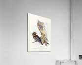 Australian Roller Eurystomus Australis illustrated by Elizabeth Gould 1804–1841 for John Gould’s 1804-1881 Birds of Australia  Acrylic Print