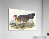 Brush turkey Talegalla Lathamii illustrated by Elizabeth Gould 1804–1841 for John Gould’s 1804-1881 Birds of Australia  Acrylic Print