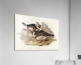 Wonga-wonga Pigeon Leucosarcia picata illustrated by Elizabeth Gould 1804–1841 for John Gould’s 1804-1881 Birds of Australia  Acrylic Print