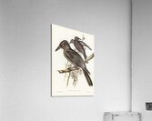 Grey Crow-Shrike Strepera Anaphonensis illustrated by Elizabeth Gould 1804–1841 for John Gould’s 1804-1881 Birds of Australia  Acrylic Print