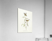 Allied Pardalote Pardalotus affines illustrated by Elizabeth Gould 1804–1841 for John Gould’s 1804-1881 Birds of Australia  Acrylic Print