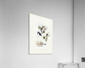 Little Kingfisher Alcyone pasilla illustrated by Elizabeth Gould 1804–1841 for John Gould’s 1804-1881 Birds of Australia  Acrylic Print