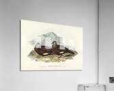 White-quilled Rock Dove Petrophassa albipennis illustrated by Elizabeth Gould 1804–1841 for John Gould’s 1804-1881 Birds of Australia  Acrylic Print