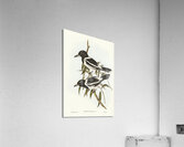 Pied Crow-Shrike Cracticus picatus illustrated by Elizabeth Gould 1804–1841 for John Gould’s 1804-1881 Birds of Australia  Acrylic Print