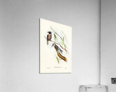 Masked Wood Swallow Artamus personates Gould illustrated by Elizabeth Gould 1804–1841 for John Gould’s 1804-1881 Birds of Australia  Acrylic Print