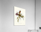 Red-throated Pachycephala Pachycephala rufogularis illustrated by Elizabeth Gould 1804–1841 for John Gould’s 1804-1881 Birds of Australia  Acrylic Print