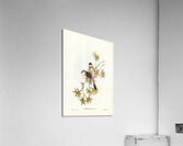 Northern Fantail Rhipidura isura illustrated by Elizabeth Gould 1804–1841 for John Gould’s 1804-1881 Birds of Australia  Acrylic Print