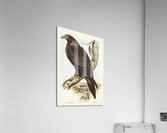 Wedge-tailed Eagle Aquila focosa illustrated by Elizabeth Gould 1804–1841 for John Gould’s 1804-1881 Birds of Australia  Acrylic Print
