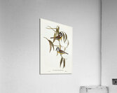 Frontal Shrike-Tit Falcunculus frontatus illustrated by Elizabeth Gould 1804–1841 for John Gould’s 1804-1881 Birds of Australia  Acrylic Print