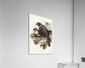 Brown Hawk Ieracidea Berigora illustrated by Elizabeth Gould 1804–1841 for John Gould’s 1804-1881 Birds of Australia  Acrylic Print