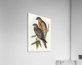 Whistling eagle illustrated by Elizabeth Gould 1804–1841 for John Gould’s 1804-1881 Birds of Australia  Acrylic Print