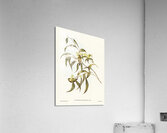 Yellow Weebill Smicrornis flavescens illustrated by Elizabeth Gould 1804–1841 for John Gould’s 1804-1881 Birds of Australia  Acrylic Print