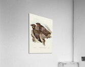 Spotted Goat-sucker Eurostopodus guttatus illustrated by Elizabeth Gould 1804–1841 for John Gould’s 1804-1881 Birds of Australia  Acrylic Print