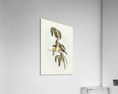 Yellow-bellied flycatcher Microeca flavigaster illustrated by Elizabeth Gould 1804–1841 for John Gould’s 1804-1881 Birds of Australia  Acrylic Print