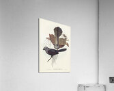 Grey Struthidea Struthidea cinerea illustrated by Elizabeth Gould 1804–1841 for John Gould’s 1804-1881 Birds of Australia  Acrylic Print