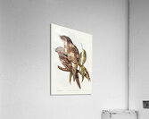 Black-Breasted Buzzard Buteo melanosternon illustrated by Elizabeth Gould 1804–1841 for John Gould’s 1804-1881 Birds of Australia  Acrylic Print