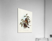 Olivaceous Pachycephala Pachycephala olivacea Vig&Horsf illustrated by Elizabeth Gould 1804–1841 for John Gould’s 1804-1881 Birds of Australia  Acrylic Print