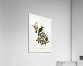 Little Colluricincla Colluricincla parvula illustrated by Elizabeth Gould 1804–1841 for John Gould’s 1804-1881 Birds of Australia  Acrylic Print