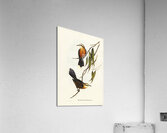 Red-breasted Pomatorhinus Pomatorhinus rubeculus illustrated by Elizabeth Gould 1804–1841 for John Gould’s 1804-1881 Birds of Australia  Impression acrylique