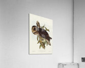 Sooty Owl Strix tenebricosus Gould illustrated by Elizabeth Gould 1804–1841 for John Gould’s 1804-1881 Birds of Australia  Acrylic Print