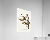 White-bellied Shrike-Tit Falcunculus leucogaster illustrated by Elizabeth Gould 1804–1841 for John Gould’s 1804-1881 Birds of Australia  Acrylic Print