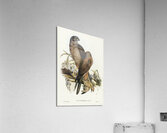 Australian Goshawk Astur approximans illustrated by Elizabeth Gould 1804–1841 for John Gould’s 1804-1881 Birds of Australia  Acrylic Print