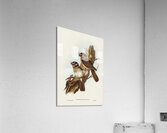 White-bellied Owlet Nightjar Aegotheles leucogaster Gould illustrated by Elizabeth Gould 1804–1841 for John Gould’s 1804-1881 Birds of Australia  Acrylic Print