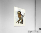 Rufous Owl Athene rufa illustrated by Elizabeth Gould 1804–1841 for John Gould’s 1804-1881 Birds of Australia  Acrylic Print