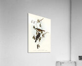 Grey-tailed Pachycephala Pachycephala glaucura illustrated by Elizabeth Gould 1804–1841 for John Gould’s 1804-1881 Birds of Australia  Acrylic Print