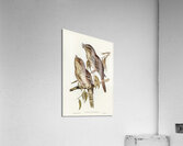 Podargus Phalaenoides and Moth-plumaged Podargus Gould Iillustrated by Elizabeth Gould 1804–1841 for John Gould’s 1804-1881 Birds of Australia  Acrylic Print