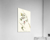 Rose-breasted Wood-robin Erythrodryas rosea illustrated by Elizabeth Gould 1804–1841 for John Gould’s 1804-1881 Birds of Australia  Acrylic Print