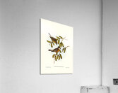 Lunated Pachycephala Pachycephala falcata illustrated by Elizabeth Gould 1804–1841 for John Gould’s 1804-1881 Birds of Australia  Acrylic Print