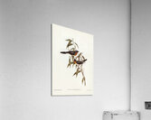 Black-fronted Flycatcher Monarcha trivirgata illustrated by Elizabeth Gould 1804–1841 for John Gould’s 1804-1881 Birds of Australia  Acrylic Print