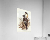 Black-cheeked Falcon Falco melanogenys illustrated by Elizabeth Gould 1804–1841 for John Gould’s 1804-1881 Birds of Australia  Acrylic Print