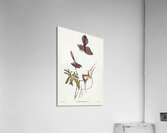 White-shafted Fantail Rhipidura albiscapa illustrated by Elizabeth Gould 1804–1841 for John Gould’s 1804-1881 Birds of Australia  Acrylic Print