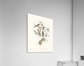 Green-backed Gerygone Gerygone chloronotus illustrated by Elizabeth Gould 1804–1841 for John Gould’s 1804-1881 Birds of Australia  Acrylic Print